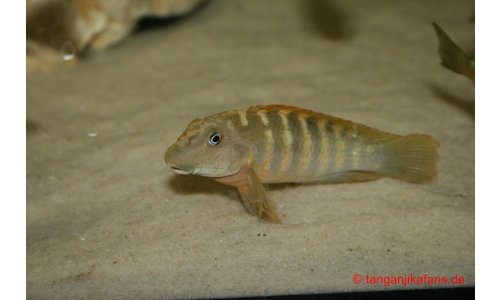 Eretmodus Bulu Point